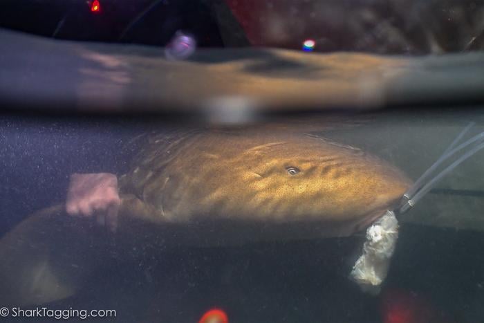 City Lights Are Messing With Sharks’ Internal Clocks