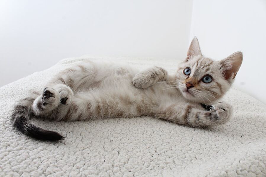 Your Cat Might Hold the Key to Beating Human Cancer