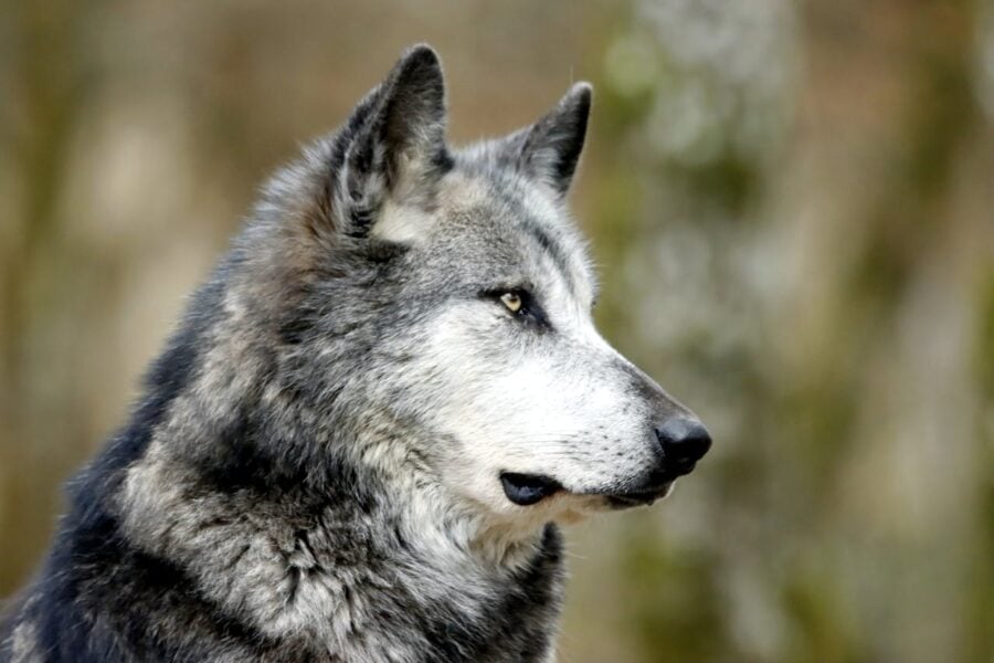 Wolf Teeth Reveal a Hidden Cost of Warmer Winters