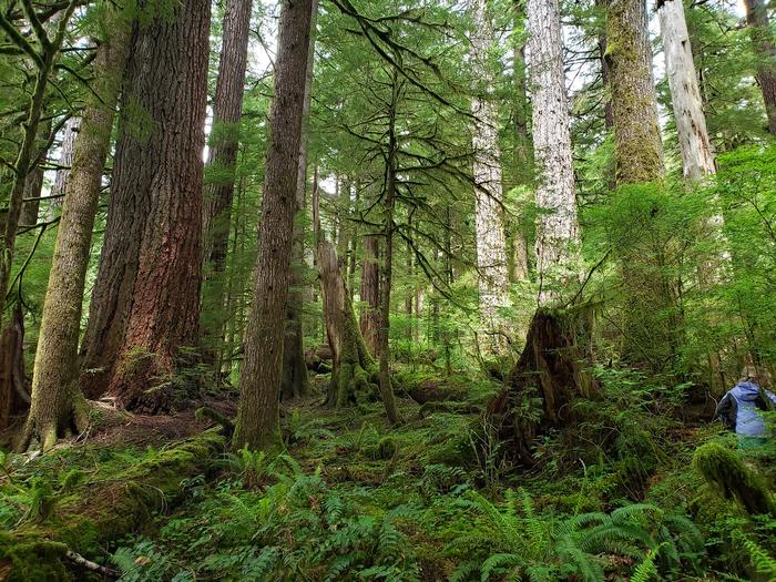 forest scene