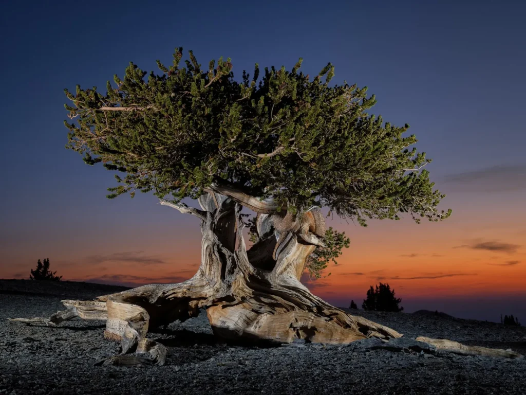 Aging in Plants (or no aging in plants?)