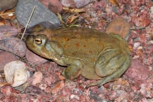 TOAD, SONORAN DESERT (Bufo alvarius)