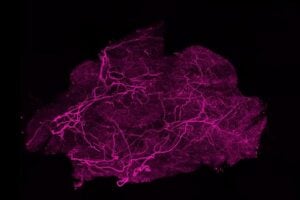 The Hidden Wiring Inside Brown Fat That Controls How Well It Burns Energy