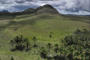 Campos úmidos and veredas
