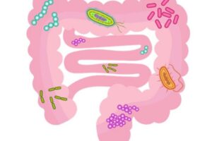 The comprehensive review helps in understanding the gut microbiota-metabolite-immune axis in disease pathogenesis