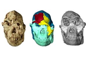 The digital reconstruction of the iconic fossil, Little Foot, reveals unexpected similarities with Ethiopian specimens, contributing to debates on early hominin relationships.