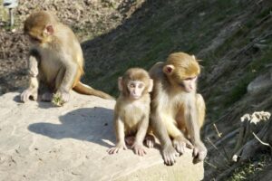 macaque monkeys