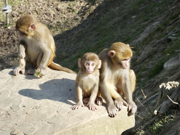 Tolerant Macaques Are Born With Larger Amygdalae, and Shrink Them Over Time