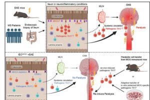In this study, patients with multiple sclerosis (MS) and the experimental autoimmune encephalomyelitis (EAE) mouse model of MS exhibited an accumulation of Th17 cells in the small intestine. Intestinal epithelial cells upregulate major histocompatibility complex class II (MHC II) in response to neuroinflammatory signals, enabling direct antigen presentation to CD4+ T cells and generation of pathogenic Th17 cells that home to the central nervous system (CNS). Created in BioRender. Suzuki, S. (2026) https://BioRender.com/x6ih9pc.