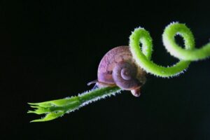 snail on a curly branch