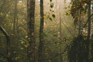 old growth forrest in Sweden, which holds more carbon than researchers knew