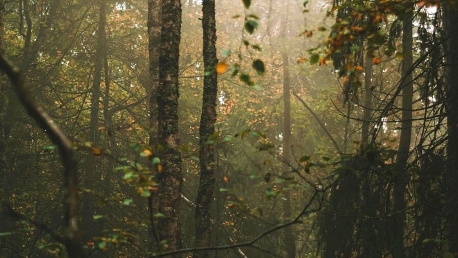 old growth forrest in Sweden, which holds more carbon than researchers knew