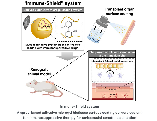 Mussel-Inspired Spray Cuts Immune Rejection in Transplants