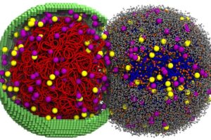 A simulated cell in the early stages of division.