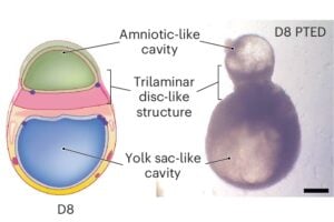 infographic of embryo