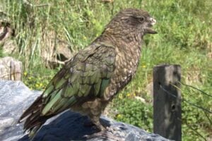 Bruce on a rock checking the photographer out