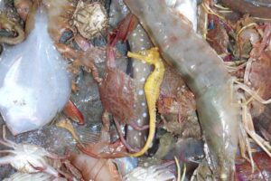 Three seahorse species classified as vulnerable by the IUCN are being caught as bycatch in bottom trawling operations, a new global inventory from University of British Columbia researchers has found.