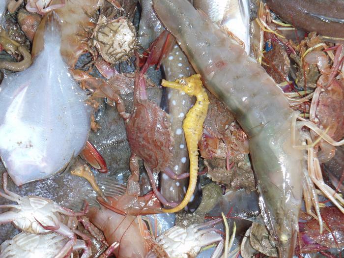More Than 3,000 Fish Species Are Being Caught by Bottom Trawlers, Many of Them Unknown to Science