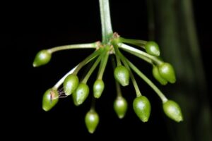 Females of the gall midge Dasineura heterosmilacicola are attracted to flowers of Smilax insularis by the scented chemical dihydroedulan I, which is emitted by both male and female (pictured) flowers. However, the insects lay eggs mostly into male flowers.