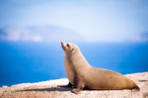 An Australian fur seal, Arctocephalus pusillus doriferus