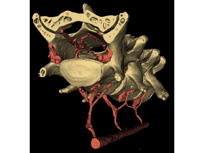Using microCT scanning, which allows for high-resolution imaging of an organism's internal structures, and other imaging techniques, researchers found that a ne