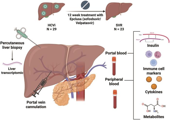 How Hepatitis C Quietly Disrupts the Insulin Signal Before Diabetes Ever Appears