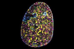 Nanoscale organisation of many different proteins in a mammalian nucleus obtained with DNA-PAINT imaging