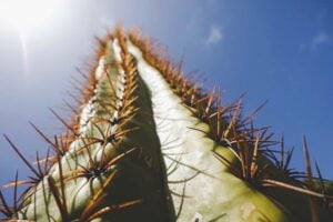 Pointy cactus needles