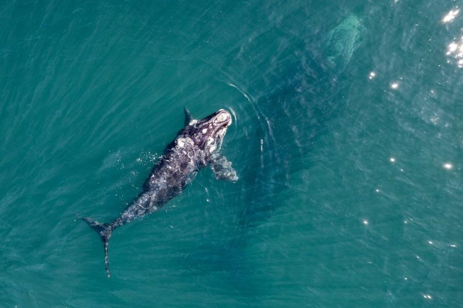 Starving Gray Whales Are Swimming Into San Francisco Bay, and Nearly One in Five Dies There