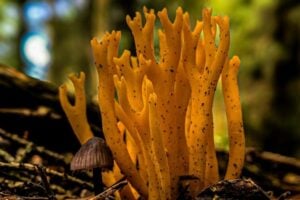 colorful forest fungus