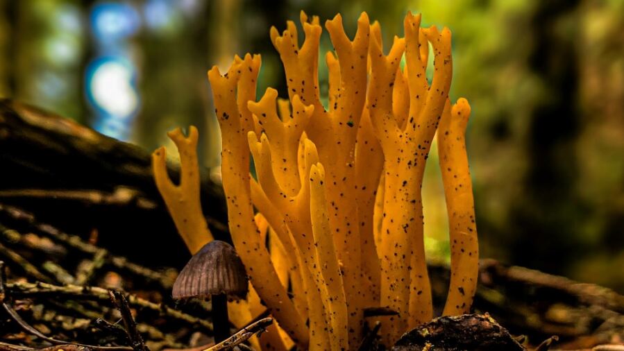 Earth Fungus Might Survive a Trip to Mars