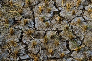 dry farmland