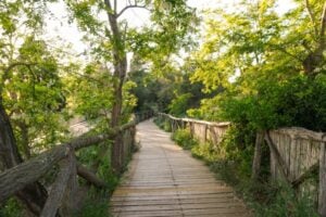 small bridge on a nature trail