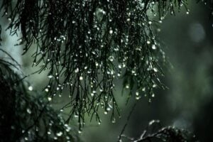 rain drops on tree