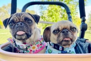 Almost half of all Pugs, French and British Bulldogs are affected by BOAS, impacting their ability to breathe, eat, exercise and sleep.