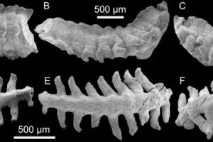 A–C, Kuanchuanpivermis brevicruris, holotype; B–D, Zhangjiagoivermis longicruris, holotype