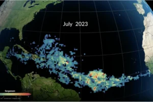 The Great Atlantic Sargassum Belt (GASB) in July 2023. NASA Scientific Visualization Studio (https://svs.gsfc.nasa.gov/5298/).