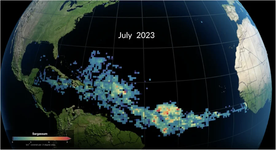 Seaweed Belt Choking Caribbean Beaches Could Become a Carbon Removal Machine