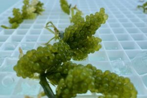 Caulerpa racemosa macroalgae