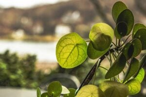 Chinese money plant