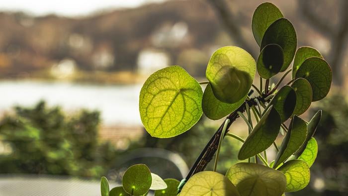 Your Houseplant Has Been Solving an Ancient Geometry Problem All Along