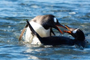 gentoo penguins