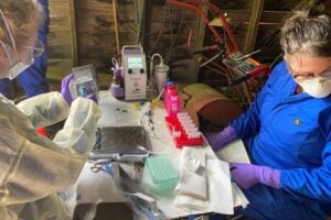 Researchers work at a sampling site for a study of the prevalance of hantavirus among rodents on the Palouse. (Pilar Fernandez/WSU)