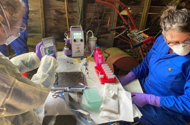 Researchers work at a sampling site for a study of the prevalance of hantavirus among rodents on the Palouse. (Pilar Fernandez/WSU)