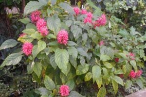 Justicia carnea