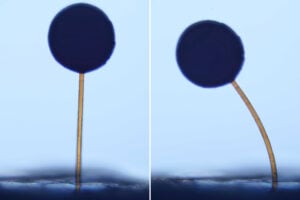 The team fabricated ball-and-stick structures resembling tiny lollipops. The structures were less than a millimeter in height, with balls that were smaller than a grain of sand. The balls were infused with magnetic particles.