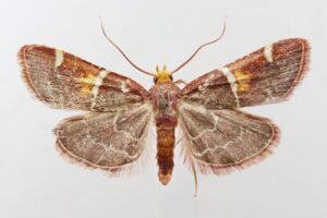 Pyralis papaleonei sp. nov., holotype.