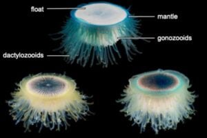 This photo shows different parts of the (sometimes not-so-blue) blue button: the chitinous float; the mantle; gonozooids, responsible for reproduction; and the dactylozooids, which catch food and defend. Unseen at the center is the gastrozooid, which digests food to provide nutrients to the whole colony.