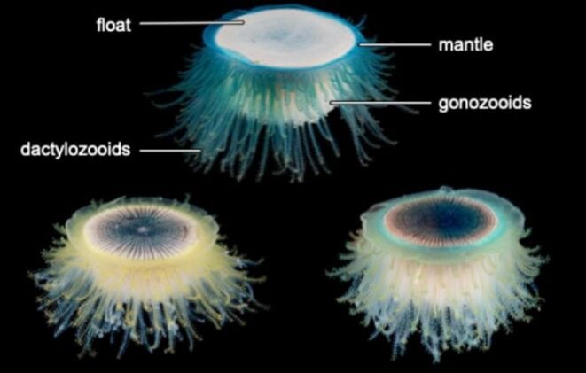 This photo shows different parts of the (sometimes not-so-blue) blue button: the chitinous float; the mantle; gonozooids, responsible for reproduction; and the dactylozooids, which catch food and defend. Unseen at the center is the gastrozooid, which digests food to provide nutrients to the whole colony.