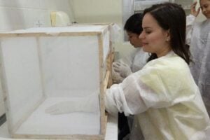 Study coauthor Cleidjane Gomes Faustino places her arm treated with a patchouli-based repellant in a cage filled with hungry mosquitoes